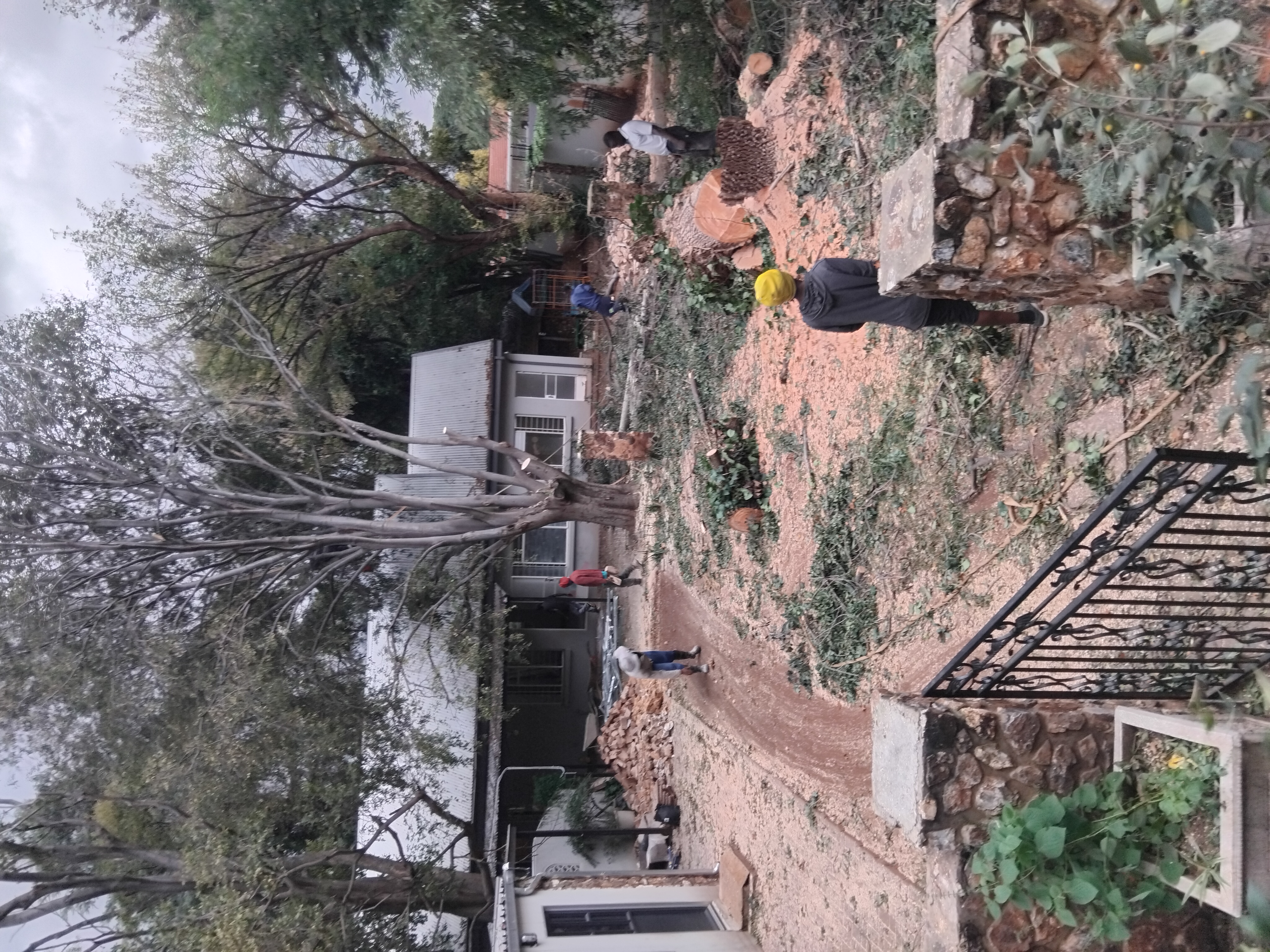 Tree felling Pretoria